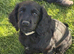 Cocker spaniel pups