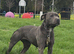 Staffordshire Bull Terrier