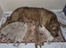Golden retriever puppies