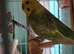 Pair of budgies