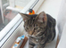 Cat for sale