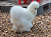 Silkie