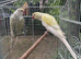 Yellow and white ring neck pair.