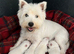 Adorable west highland terrier puppies
