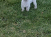 Korean maltese girl
