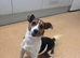 jack russel Girl