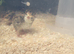 10 quail for sale unsexed