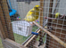 Female fife canary