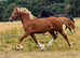 Stunning Chestnut Filly!