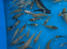 Koi carp