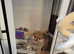 Pomeranian 3 boy