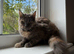 GCCF Maine Coon Queen, Active, DNA all Clear!