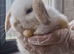 Baby bunny ready for booking!!