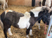 Adorable shetland foals