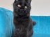 XXL Maine Coon Kittens TICA Pedigree Supreme Champion Bloodline