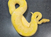 Banana Yellowbelly Clown