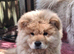 Chow chow