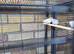Zebra finches