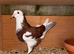 Pigeons for sale