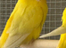 Lutino and albino stud