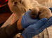 Imperial Shih Tzu puppies for sale