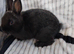 Baby rabbits for sale