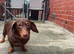 Dachshund