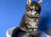 7 kittens - 4 left (2 boys, 2 girls)
