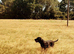 8 month old working line kc registered labrador