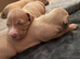 American bulldog cross American staff
