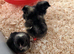 Cuckoo Maran Day-Old Chicks (Unsexed) &ndash; 2 Available