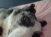 Male bi eyed 4 year old blue merle
