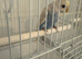 Beautiful Male Blue and White Baby Budgie