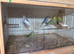 Budgies