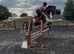 15.1hh Cob x Hackney