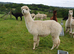 A trio of pretty, easy to handle, female alpacas