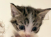DUE TO BEING LET DOWN LAST MINUTE ONE BEAUTIFUL GRAY AND WHITE KITTEN STILL AVAILABLE AND READY TO LEAVE please stop what is wrong with you you won't