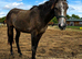 Connemara x Tb 2yr filly