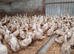 800 Cherry Valley Ducklings