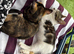 Siblings need a home