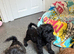 Really lovely schnoodles