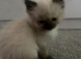 Ragdoll kittens