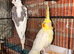 Beautiful birds