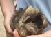 Fabulous funky guinea pigs for sale