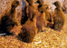 ***SPECIAL***Crested Bantam & Indian Runner Duckling females