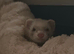 female ferret for sale