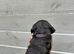 Beautiful cockapoo puppies