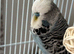 English male budgie