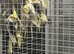 Hand Reared Baby Cockatiels
