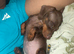 Miniature dachshund